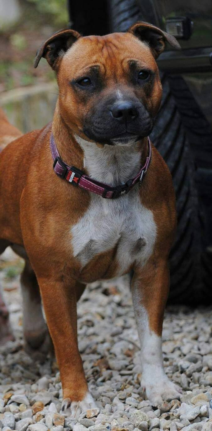 JOYS OF CRAZY DOLY (Sans Affixe)